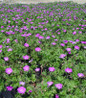New Hampshire Geranium blooming