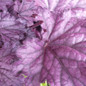 Forever® Purple Coral Bells Petal Close Up