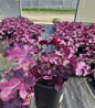 Forever Purple Coral Bells in pot