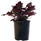 Frosted Violet Coral Bells in a Nursery Container