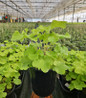 Guacamole Coral Bells in pot