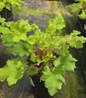 Lime Marmalade Coral Bells 1 gal