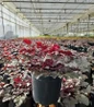 Plum Pudding Coral Bells #2 pot