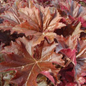Bronze Wave Coral Bells Foliage Close Up