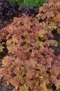 Caramel Coral Bells Growing in the Sunlight