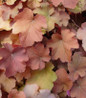 Caramel Coral Bells leaves close-up