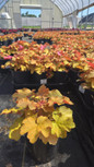 Heuchera Caramel 1gallon