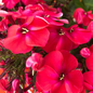 Volcano® Lipstick Garden Phlox Flower Close Up