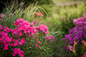 Volcano® Lipstick Garden Phlox Growing in the Garden