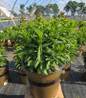 Volcano® Lipstick Garden Phlox in nursery pot