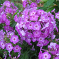 Volcano® Purple Garden Phlox Flowering