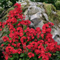 Volcano® Red Garden Phlox Flowering