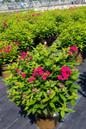 Volcano® Red Garden Phlox Plants in the Nursery Blooming