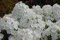 Volcano® White Garden Phlox Covered in Blooms