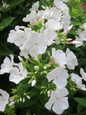 Volcano® White Garden Phlox Flowering