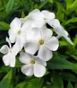 Volcano White Garden Phlox bright white blossoms