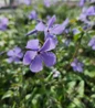 Blue Moon Woodland Phlox blue shade bloom