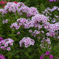 Ka-Pow White Bicolor Garden Phlox Growing in the Landscaping