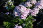 Ka-Pow White Bicolor Garden Phlox Growing in the Sunlight