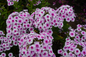 Ka-Pow White Bicolor Garden Phlox Covered in Blooms