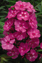 Bubblegum Pink Garden Phlox Flower Petals