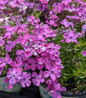 Spring Purple Moss Phlox blooming in pot