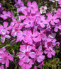 Spring Purple Moss Phlox full of bloom