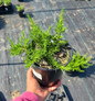 Emerald Blue Moss Phlox in pot