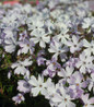 Emerald Blue Moss Phlox flower focus