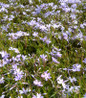 Emerald Blue Moss Phlox blooming