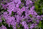 Purple Beauty Moss Phlox Blooming