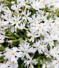 Snowflakes Moss Phlox covered in bloom