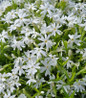 Snowflakes Moss Phlox top view
