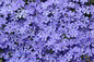 Violet Pinwheels Creeping Phlox Covered in Blooms