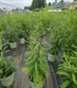 New York Ironweed #2 pot