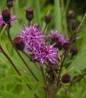 New York Ironweed flower close up