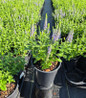 First Glory Speedwell #1 pot