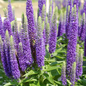 Royal Candles Speedwell Flower Close Up