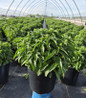 Royal Candles Speedwell in nursery #2 pot