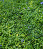 Bowles Periwinkle full plant view