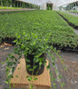 Bowles Periwinkle #1 container