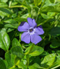 Bowles Periwinkle violet blue flowers
