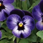 Penny Denim Jump Up Viola flower close up view