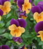 Penny™ Orange Jump-up Viola blooming