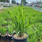 Karl's Cousin® Big Bluestem Grass Crop