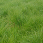 Appalachian Sedge Grass Foliage Growing