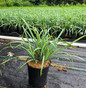 Bunny Blue™ Sedge #1 pot