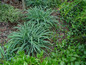 Bunny Blue™ Sedge garden planting