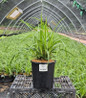 Ice Dance Variegated Japanese Sedge #1 container