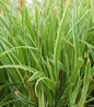 Ice Dance Variegated Japanese Sedge close-up leaves